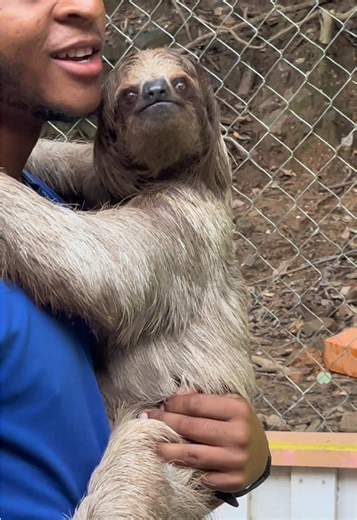 Special Birthday Cruise Experience with Adorable Sloth