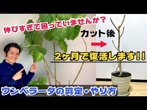 [If the leaves grow too long] Pruning and reshaping umbrella vines