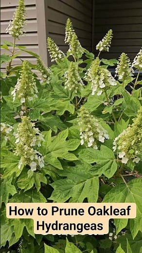 How to Prune Oakleaf Hydrangeas in early spring