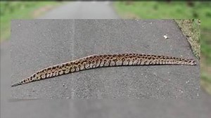 ಮೈಸೂರು: ಸಫಾರಿ ವೇಳೆ ರಸ್ತೆಯಲ್ಲಿ ಕಾಣಿಸಿಕೊಂಡ ಹೆಬ್ಬಾವು; ವಿಡಿಯೋ ವೈರಲ್