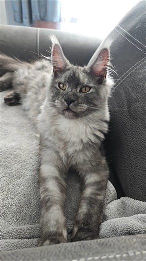 6 Month Old European Maine Coon Kitten Grey Smoke