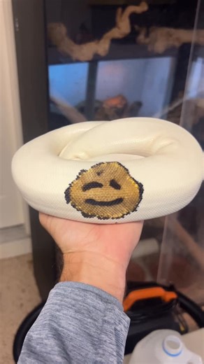 Branden Nicholson | Pardon the interruption… #reptile #reptiles #reptilesofinstagram #ballpython #ballpythonmorph #snakes #snakesofinstagram #snake | Instagram