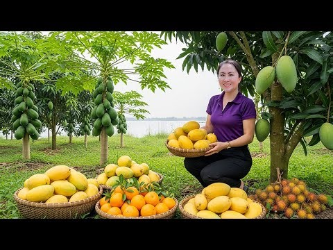 Harvesting Sweet Mangoes, Fruits in Farm And Go to market sell | Emma Daily Life