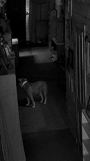 1.6M views · 29K reactions | Something scares our Olde English Bulldog, Piper. Makes you wonder, do animals have the ability to see or sense things we cannot? What do you think? | The Haunted Olde Park Hotel | Facebook