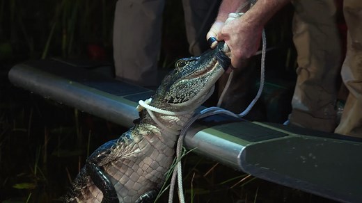 Join Jeff Corwin on a nighttime conservation study of the American alligator in the Everglades with a team of biologists from the Miccosukee Tribe of Indians of Florida! | Wildlife Nation