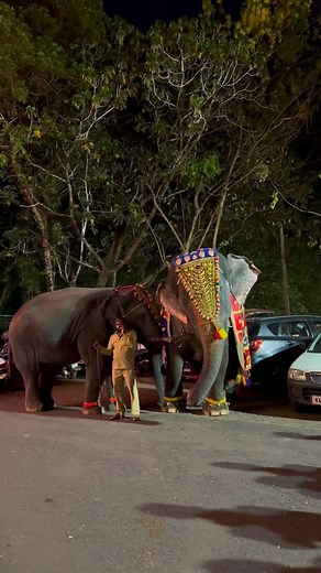 Lakshmi 🤍 #dharmasthala #reels #elephant #instagram #kukkesubramanya #mangalore #udupi #viral #karnataka #fyp #india | namma__dharmasthala