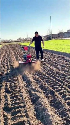 Tiller churns through morning soil—red engine hums, furrows stretch beneath Ciruas sun.