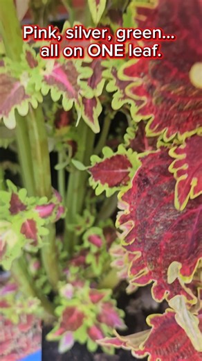 Why Rex Begonias Are PERFECT Winter Houseplants? #shorts #houseplants #winterplant
