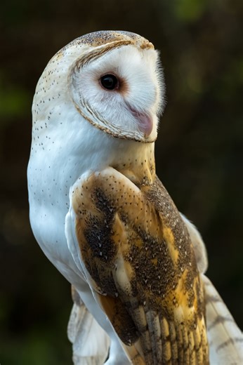 🦉 October is Raptor Month 🦅 Raptors, also known as birds of prey, have curved beaks that are used for tearing and shredding. They also have special talons that help them to catch prey. We admit many different species of raptors at the Florida Wildlife Hospital and have a few in our education ambassador team! Featured: 🪶 Bald Eagle 🪶 American Kestrels (ambassadors Apollo and Gemini) 🪶 Peregrine Falcon 🪶 Red-Shouldered Hawks 🪶 Great Horned Owl (ambassador Archer) 🪶 Osprey 🪶 Swallow-Tailed