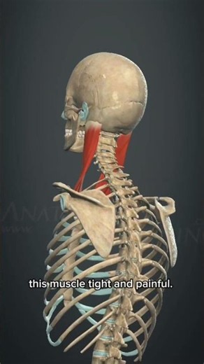 💪 Inside the Neck Muscles | 3D Anatomy