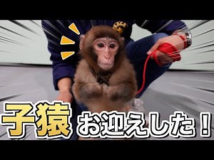 I finally got my hands on a monkey! I was so moved I cried...