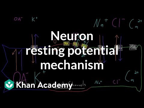Neuron resting potential mechanism | Nervous system physiology | NCLEX-RN | Khan Academy