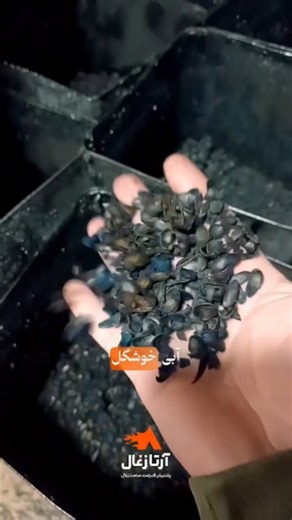 ‎دستگاه تولید زغال | شرکت آرتـا زغـال‎ on Instagram‎: "خرید دستگاه، تازه شروع مسیره… مهم اینه که تولیدت درست راه بیفته 🤝 نصب و راه‌اندازی خط تولید زغال حبه‌ای به همراه کوره کربن در محل مشتری 🔥 از صفر تا تولید نهایی، کنار شما هستیم: 🎯 نصب اصولی 🎯 تنظیمات دقیق 🎯 آموزش اپراتور 🎯 پشتیبانی واقعی اینجا فقط دستگاه تحویل داده نمیشه، یک خط تولید استاندارد راه‌اندازی میشه 🔥 اگر می‌خوای تولیدت حرفه‌ای شروع بشه، همین حالا کلمه "تولید" رو بفرست و مشاوره تخصصی بگیر👇 . . . #آرتازغال #کوره_کربن #کوره_هل