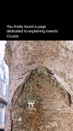 Explaining Insects 🦋 on Instagram: "Cicadas are large, sound-producing insects best known for their loud buzzing calls, which are made by males to attract mates. They spend most of their lives underground as nymphs, feeding on tree roots. After years — sometimes 13 or 17 — they emerge all at once, molt, and live above ground for only a few weeks. Cicadas don’t bite or sting. Their sudden mass appearances are a natural survival strategy, overwhelming predators through sheer numbers. Follow @expl