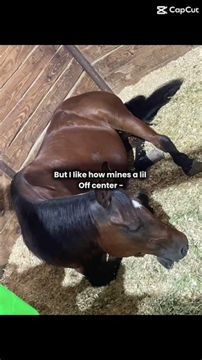 wapi sapi #horse #reining #conquistadorwhiz