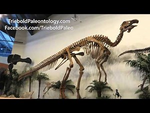 Edmontosaurus annectens - Triebold Paleontology