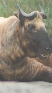 Looks like a goat. Smells like… a strategy. 😅 Meet the Tibetan takin, a high-altitude mountain mammal that secretes a natural oily musk from its skin. That funky scent helps repel parasites and insulates its thick coat in cold, foggy Himalayan weather. Weird, wild, and brilliantly adapted. #takin #weirdanimals #mountainwildlife #animalfacts #natureeducation | Discvr Blog