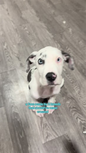 Unique Mix: Pitbull and Great Dane Appearance