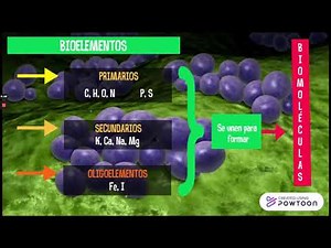 Bioelementos y biomoléculas