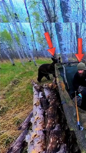 Hunt of the Wild USA!#GrizzlyBear #GrizzlyBearHunt#BearHunting #AlaskaHunt