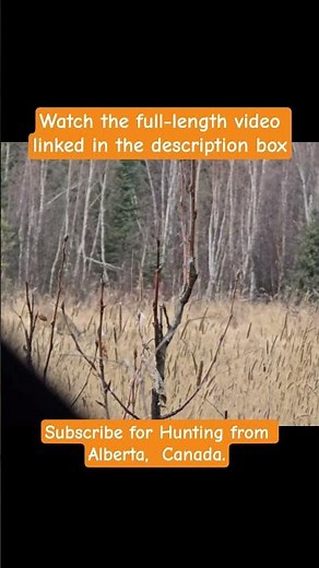 Alberta Whitetail Deer Hunting 2025 : I saw a deer! Is it a buck? #shorts