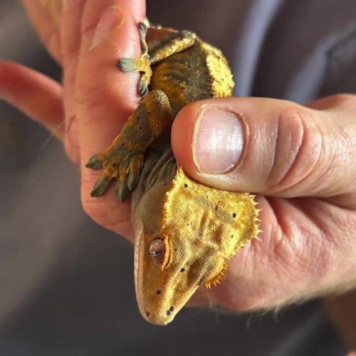 4.6K views · 99 reactions | We recently received a male crested gecko whose previous owner could no longer care for him. He has been named Gizmo and has a beautiful scale pattern along his back. He is healthy and ready for a new home! Email us at adopt@cwrescue.org if you are interested in adopting him! | Carolina Waterfowl Rescue | Facebook