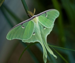 Luna Moth Facts for Kids