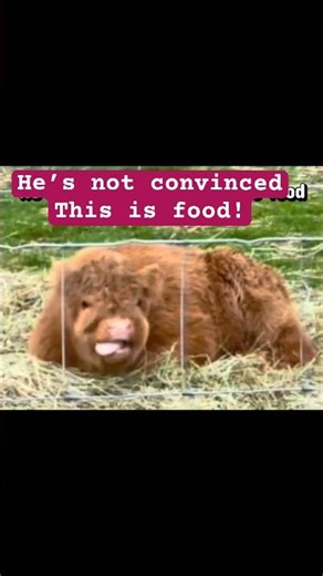 Baby Highland Discovers Hay (Reaction Is Priceless)