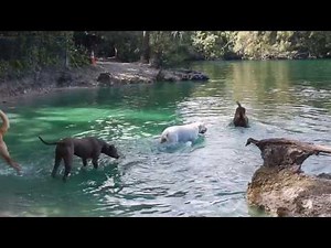 Парки Флориды. Snyder Park Fort Lauderdale. Парк для собак.Озеро для купания собак