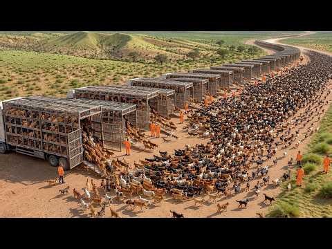 How Vietnam Built A Billion Dollar Industry From The Wild Dog Nightmare In Australia