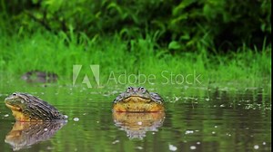 Male African Bullfrog Inflating Its Vocal Sac That Makes A Mating Call In Central Kalahari Game Reserve, Botswana. - close up