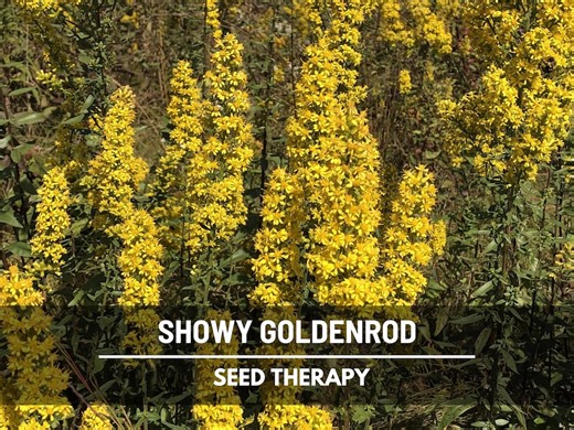Showy Goldenrod Seeds – Heirloom Flower, Medicinal Herb, Pollinator Friendly, Native Wildflower, Easy to Grow | 100 Seeds - Etsy