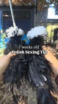 Polish Sexing Tip 7 wks old #chickesexing