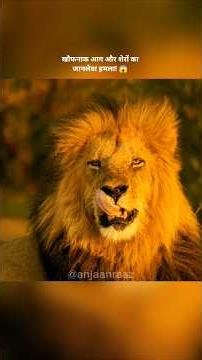 खौफनाक आग और शेरों का जानलेवा हमला! 😱 | Lion Pride Survival | Anjaan Raaz #shorts