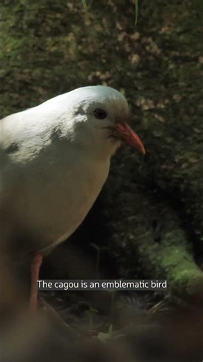 🐦 Meet the Cagou, the bird that doesn't fly! #NewCaledonia