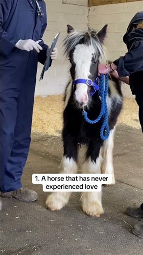 HorseWorld: Rescue horses are the best!