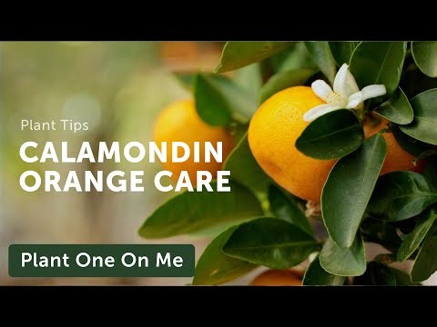 Planting a Calamondin Orange Tree 🍊🪴 || Summer Rayne Oakes