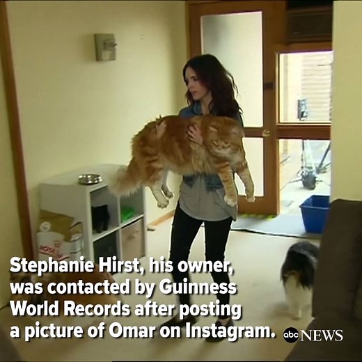 Nearly 4-foot-long cat in Australia is vying for the Guinness Book of World Records title of longest cat in the world. http://abcn.ws/2qvxn2h | ABC News
