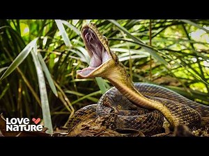 Deadliest Snakes in the World | Secrets of Wild Australia: 101+102