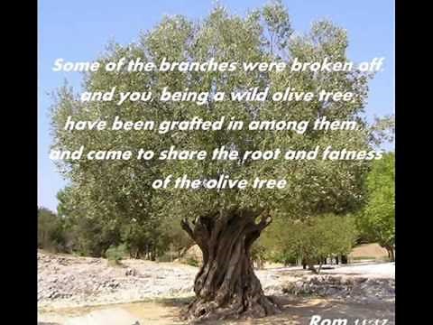 The *Olive Tree* (Song by Zemer Levav)