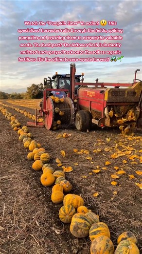The Great Pumpkin Smash! 🎃 High-Speed Seed Harvesting #farming #village #harvest #food #how #farmer