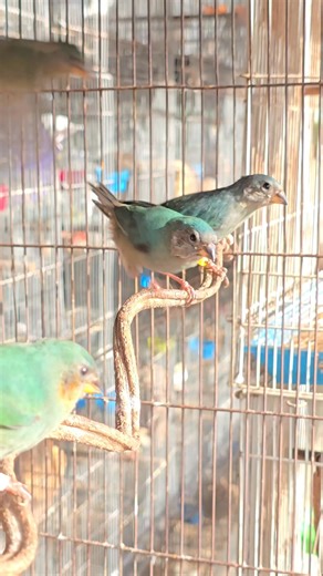 Green​ &​ Seagreen​ Parrot​ finch​ #Parrotfinch​ #wsfinch​ #Finchesbreeding | WS Finch