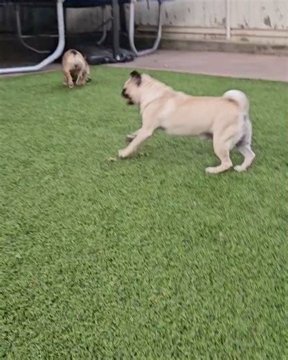1K views · 924 reactions | Tiny Paws Pug Rescue on Reels | Facebook