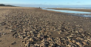 ZIEN: Duizenden zeesterren aangespoeld op Nederlandse stranden