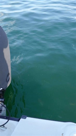 There was tons of snapper behind the boat in the chum slick! #snapper #fishinglife #mangrovesnapper #fishing | Groupermvp