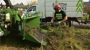 As stormy autumn weather approaches, now's the time to check those trees