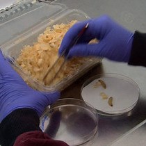 Video: Use of Galleria mellonella as a Model Organism to Study Legionella pneumophila Infection