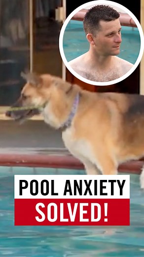 1.6M views · 33K reactions | My German Shepherd is all bark around the pool  … but with patience and trust, I know even water anxiety can turn into confidence. #DogTraining #GermanShepherd #OvercomingFear Mi Pastor Alemán ladra sin parar alrededor de la alberca  … pero con paciencia y confianza, sé que incluso la ansiedad al agua puede transformarse en confianza. #EntrenamientoCanino #PastorAlemán #SuperandoMiedos | Cesar Millan | Facebook