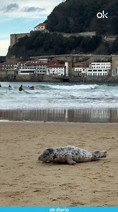 🟢 Buenas noticias: salvan en Donostia a una cría de foca debilitada y la trasladan a un centro de recuperación para que vuelva a su hábitat natural. | okdiario.com