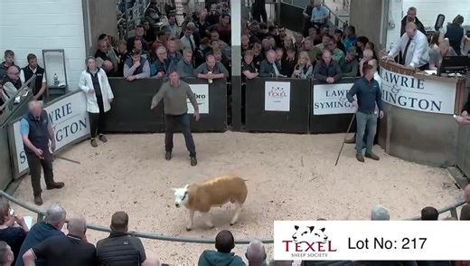 23K views · 27 reactions | British Texel Sheep Society on Reels | Facebook